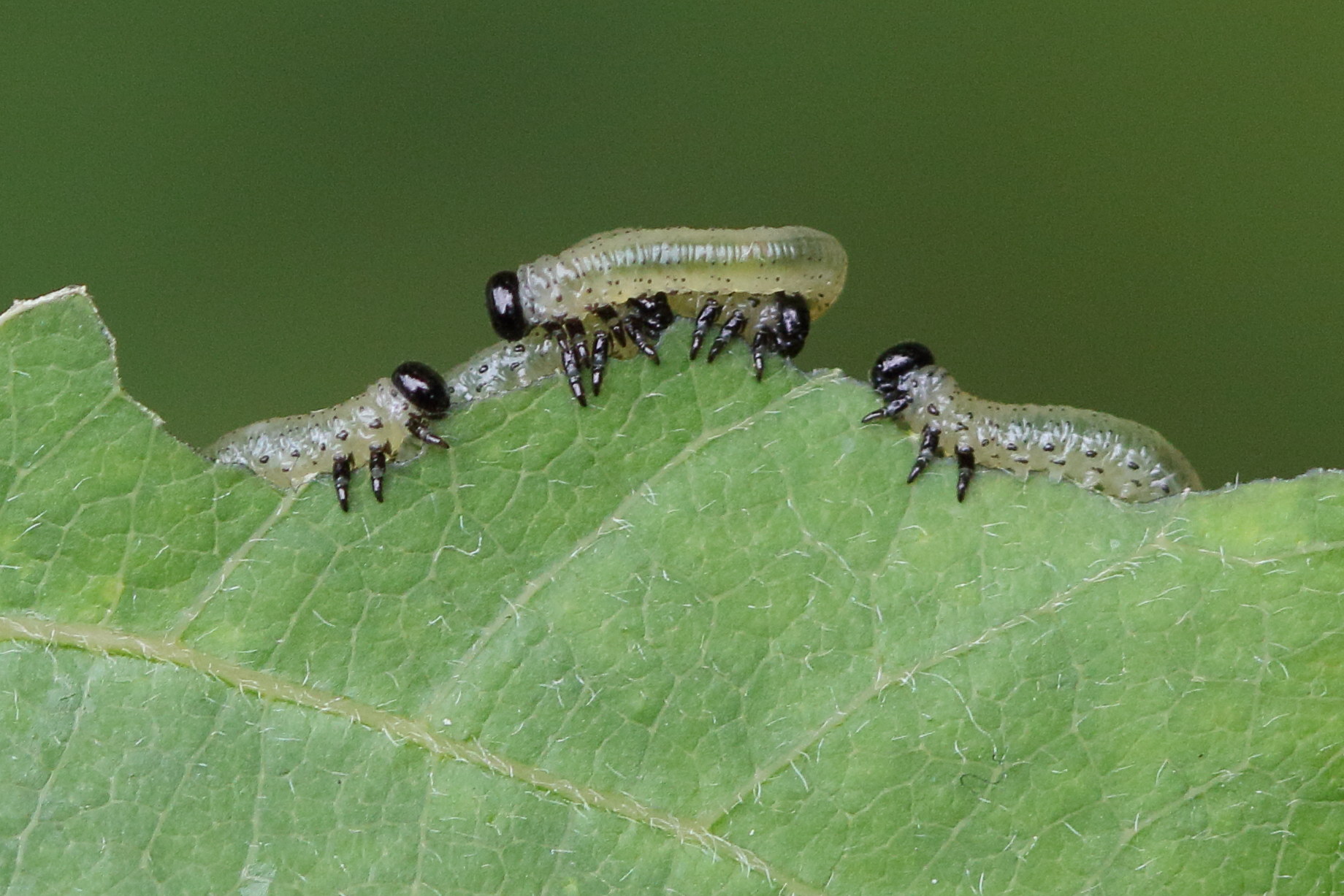 craesus_septentrionalis1md