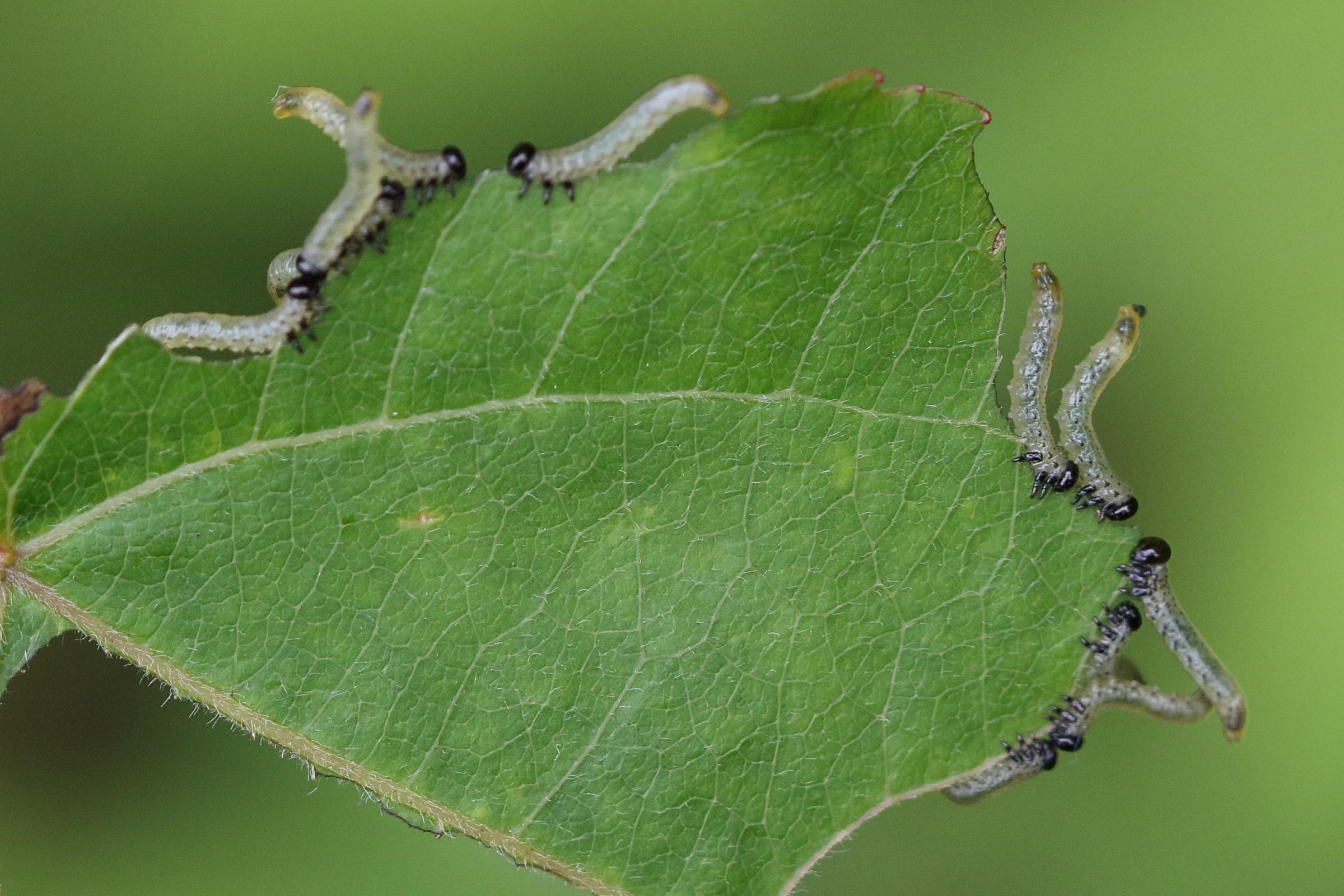 craesus_septentrionalis2md