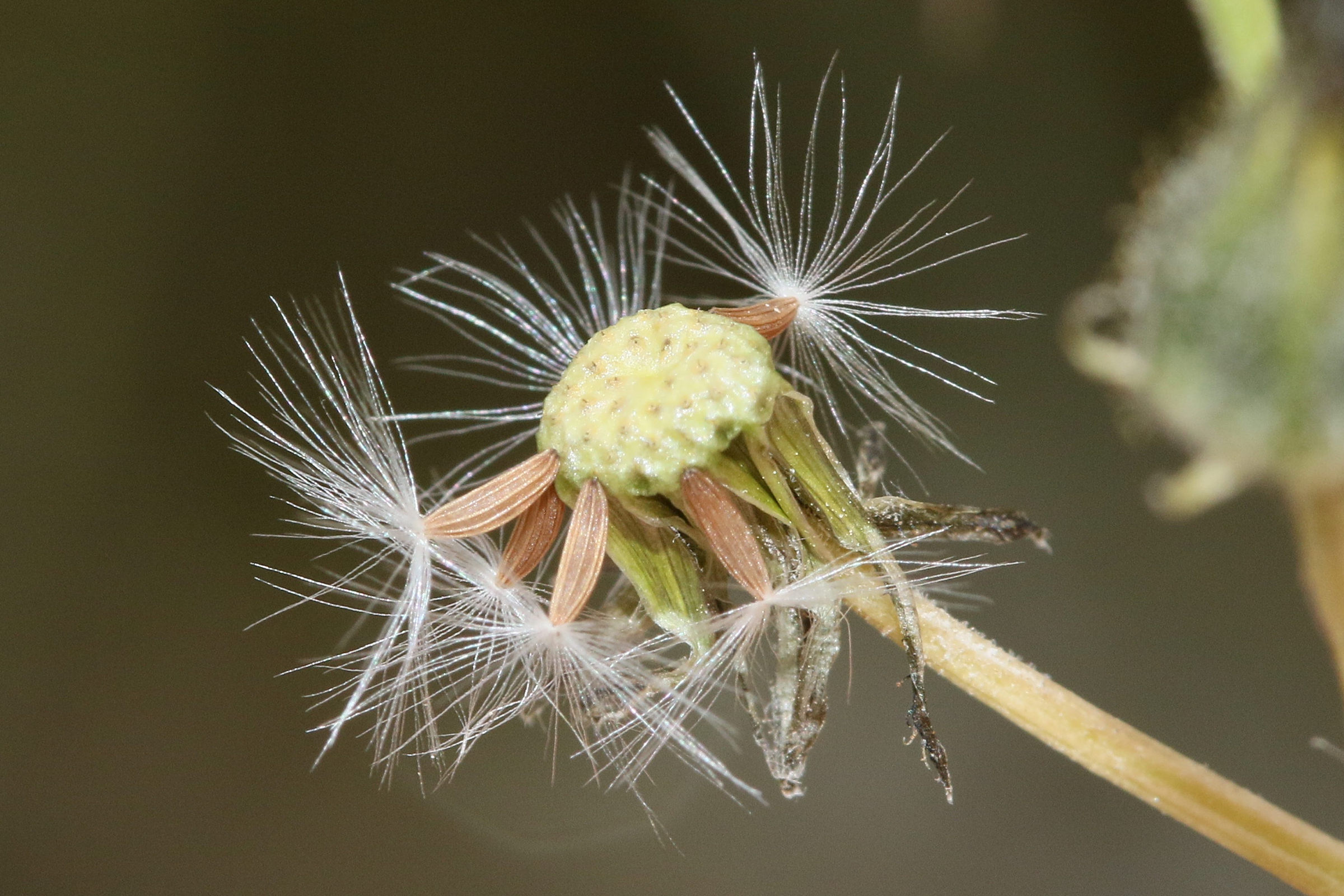 Afficher le média crepis_capillaris11md crepis_capillaris11md