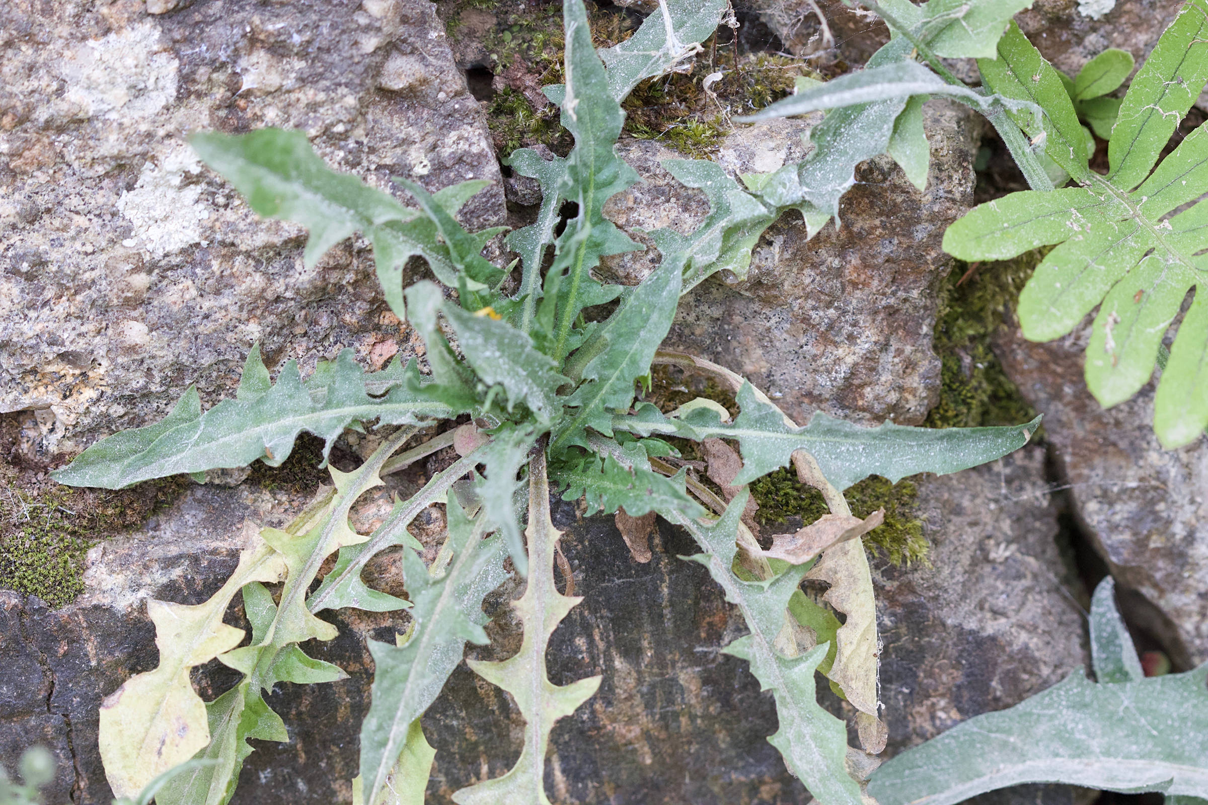 Afficher le média crepis_capillaris8md crepis_capillaris8md