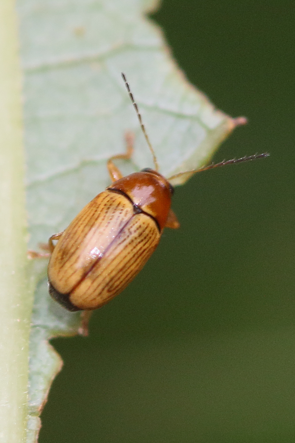 Afficher le média cryptocephalus_pusillus1md cryptocephalus_pusillus1md