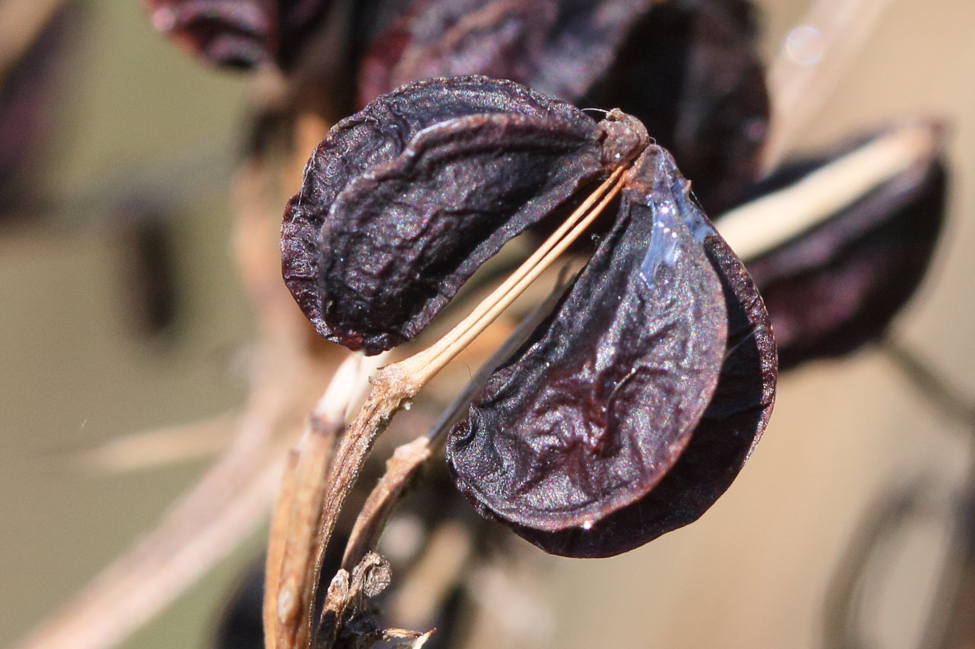 smyrnium_olustratum10md