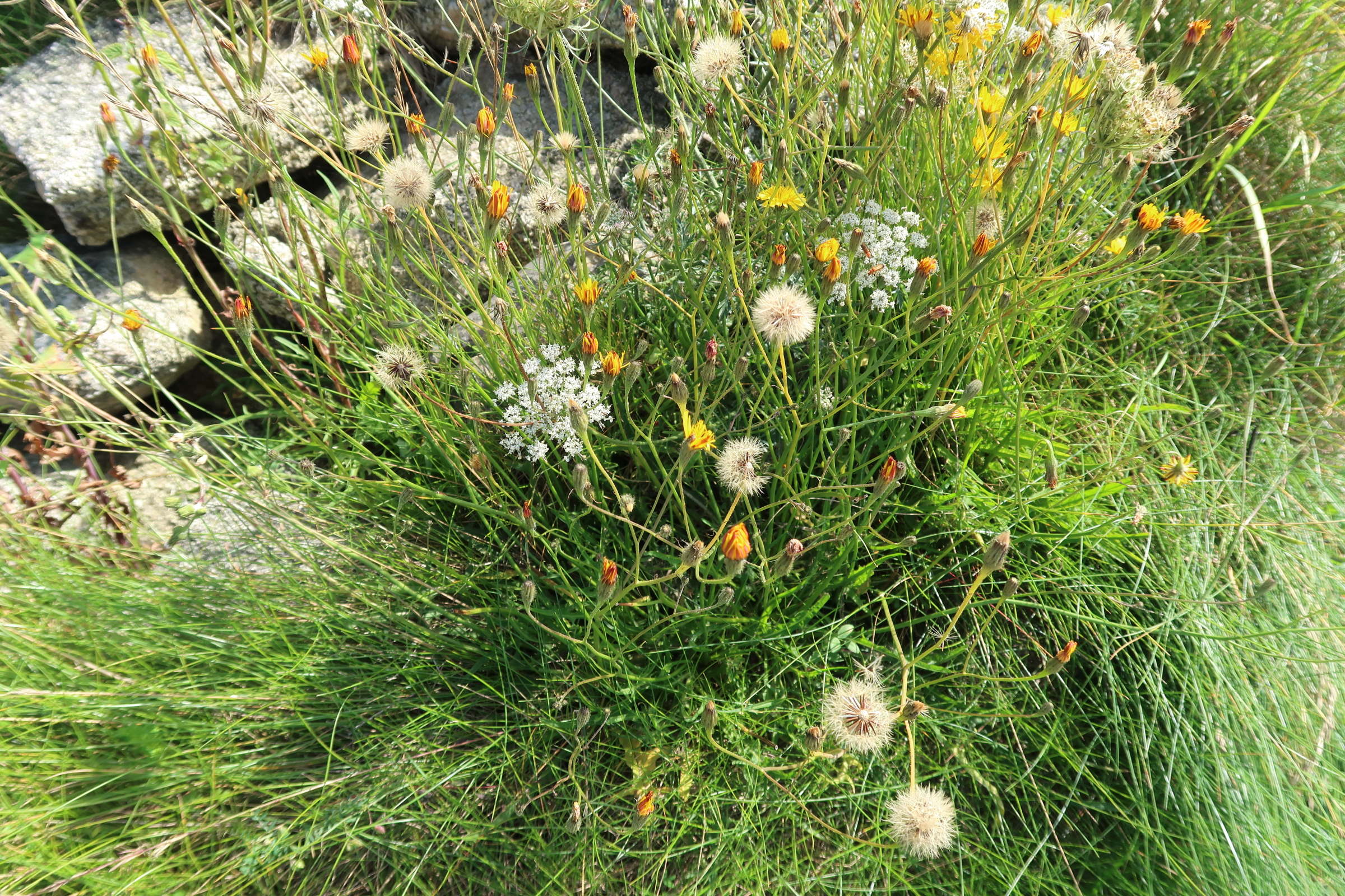 scorzoneroides_autumnalis1md