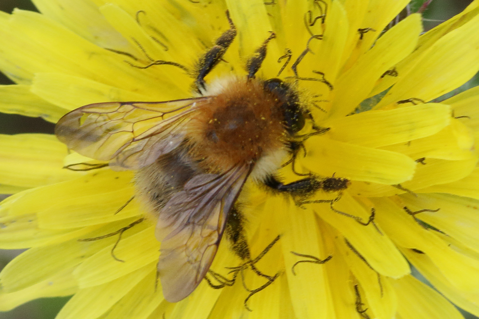 bombus_pascuorum9md