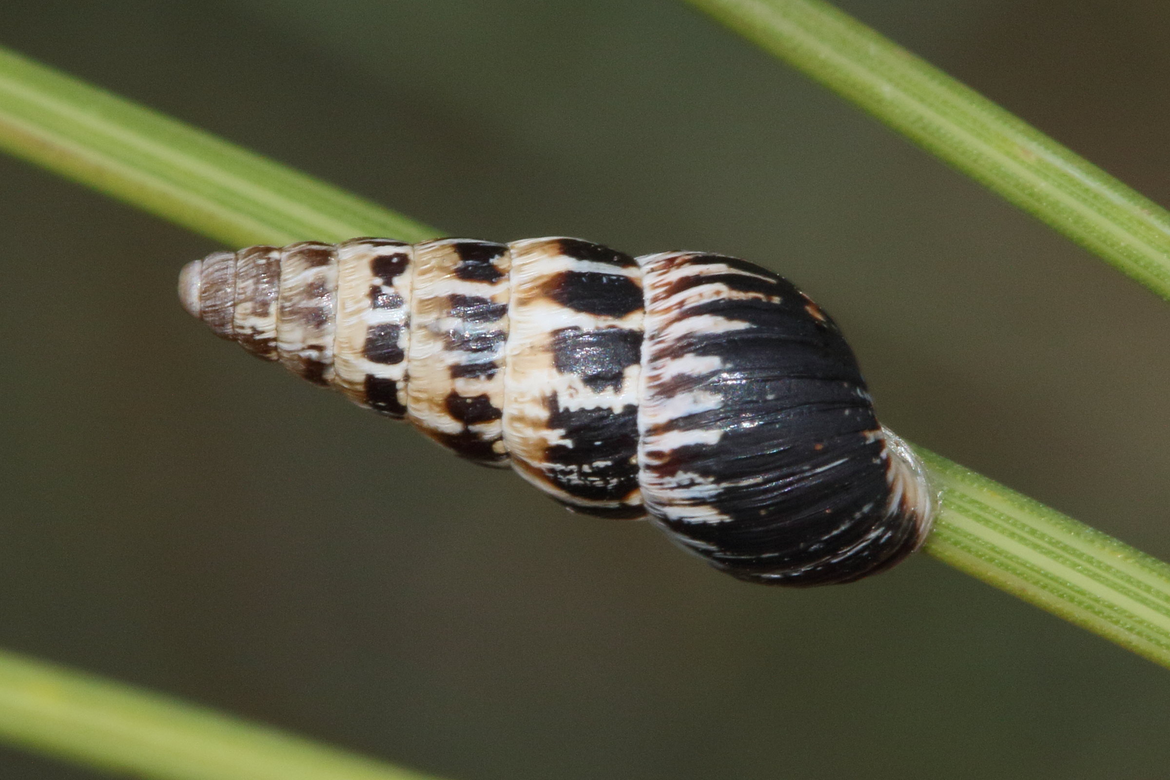 Afficher le média cochlicella_acuta8md cochlicella_acuta8md