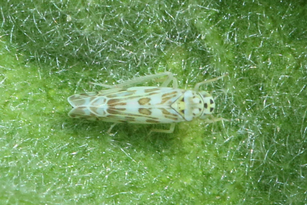 eupteryx_melissae3md