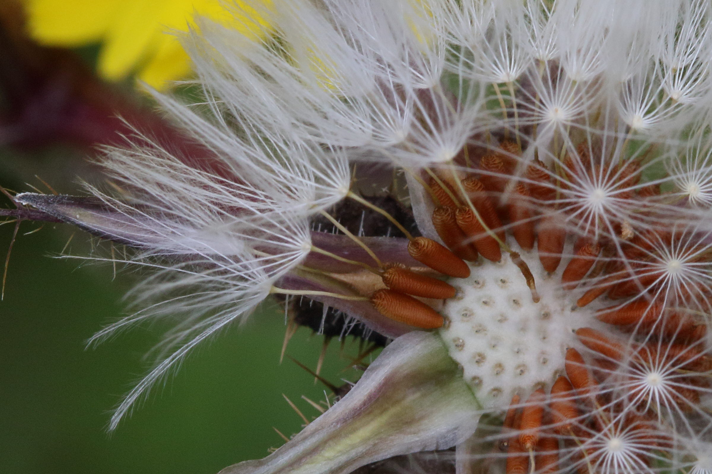 Afficher le média helminthotheca_echioides8md helminthotheca_echioides8md