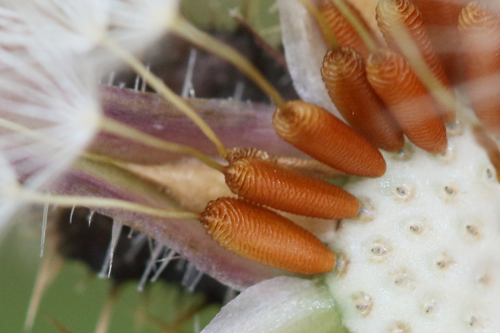 Afficher le média helminthotheca_echioides9md helminthotheca_echioides9md