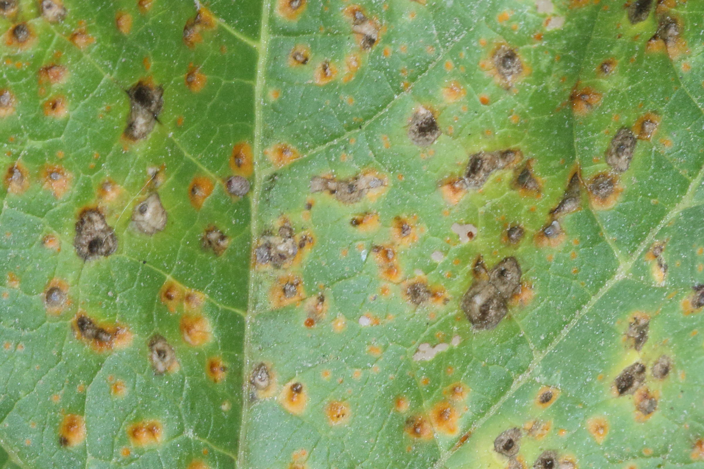 Afficher le média puccinia_malvacearum5md puccinia_malvacearum5md