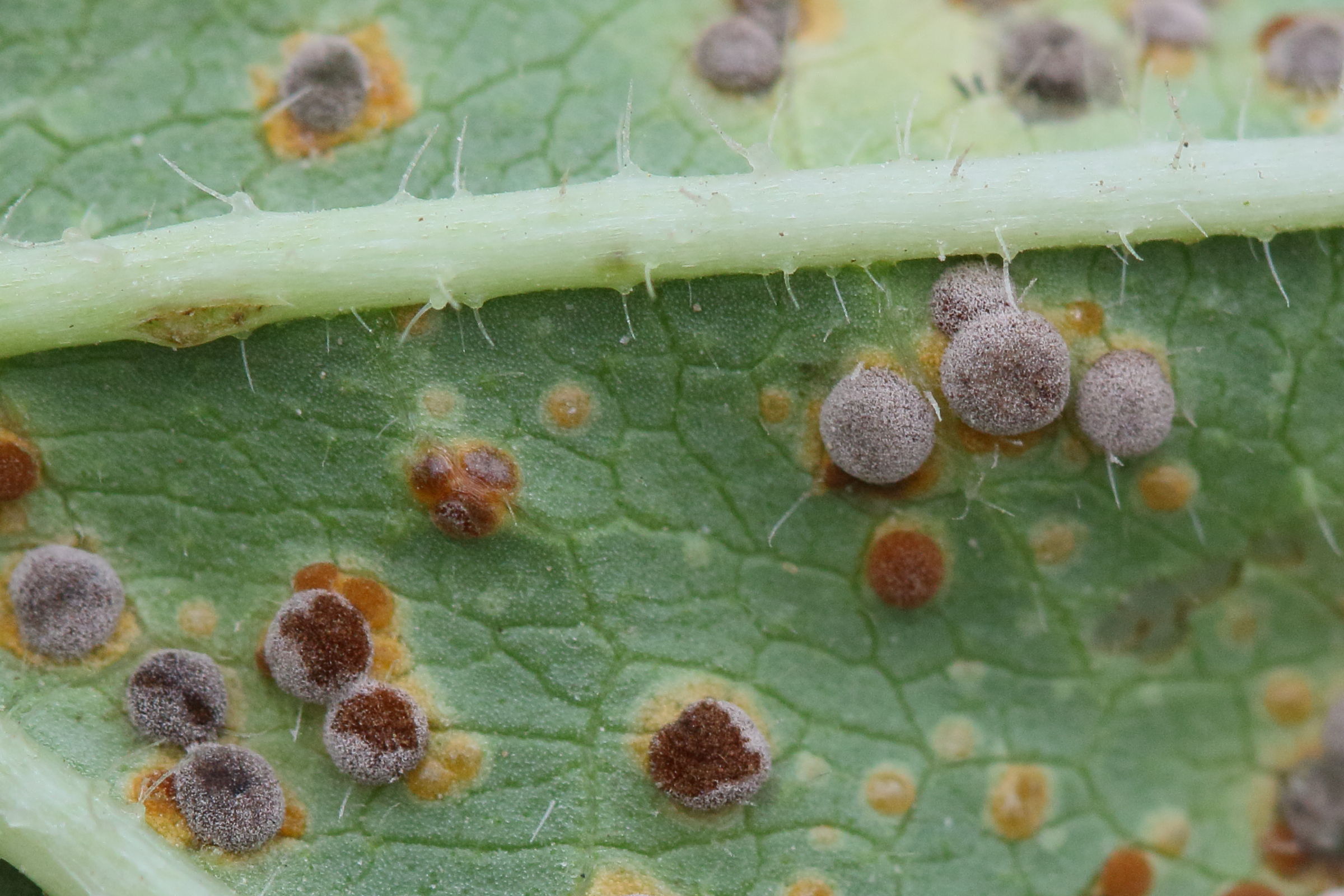 Afficher le média puccinia_malvacearum6md puccinia_malvacearum6md