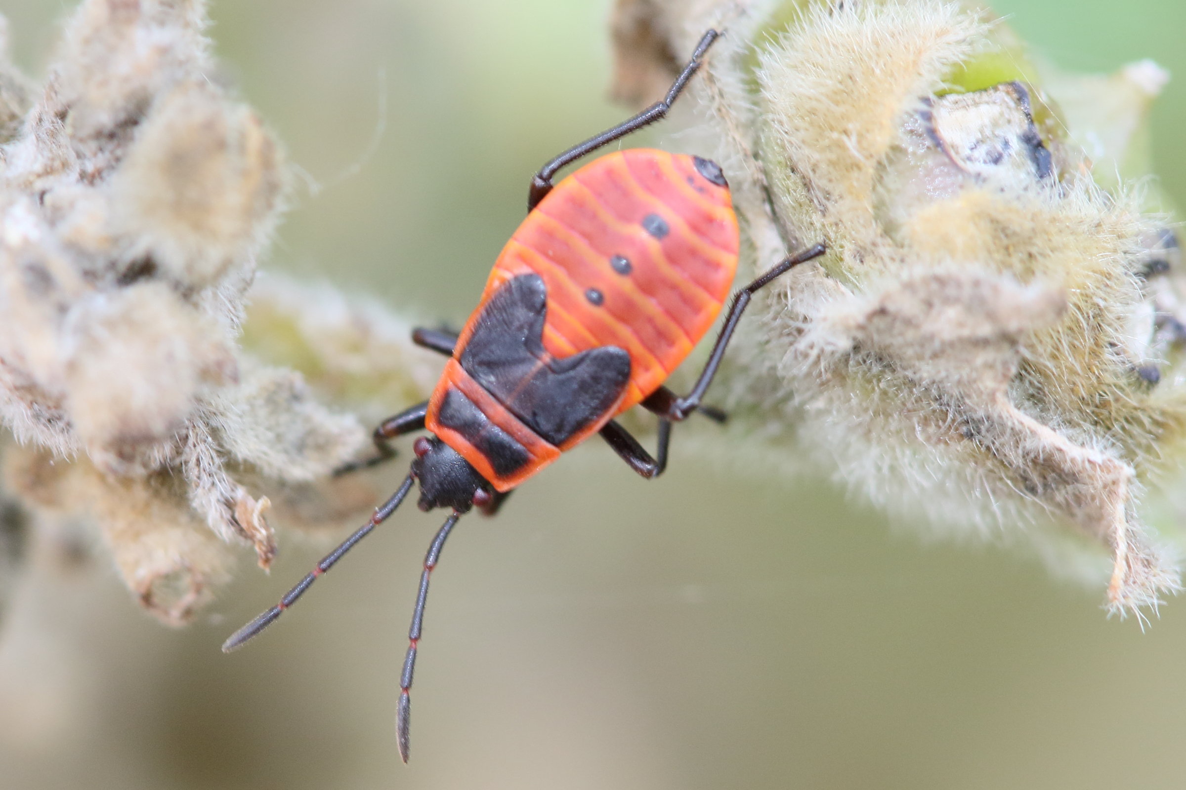 pyrrhocoris_apterus5md