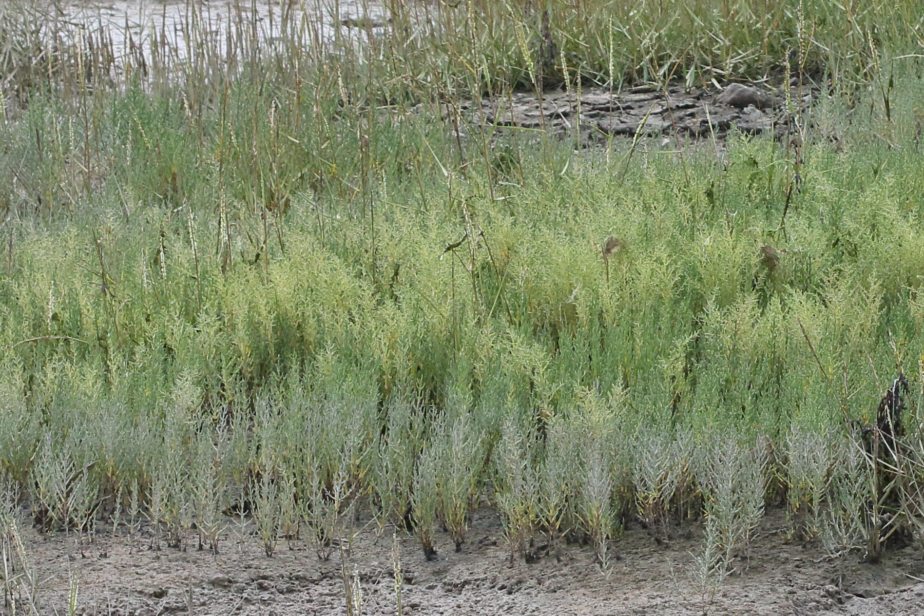 Afficher le média sarcocornia_fruticosa9md sarcocornia_fruticosa9md