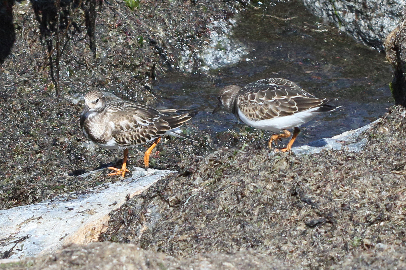 tournepierre_a_collier_-_arenaria_interpres10md