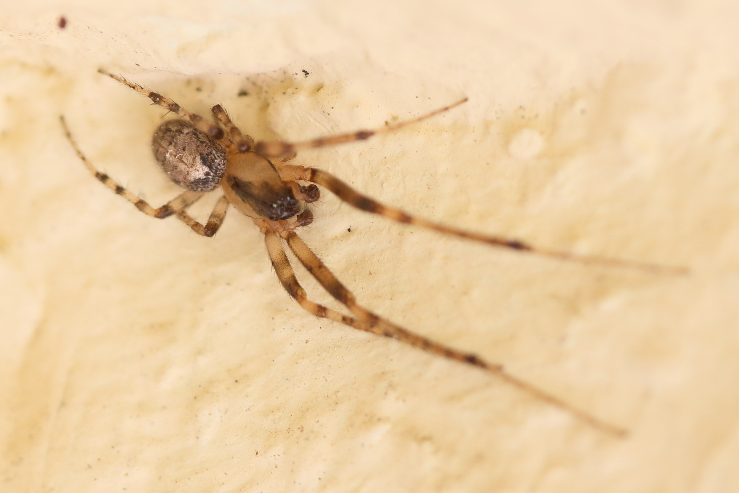 zygiella_x-notata7md