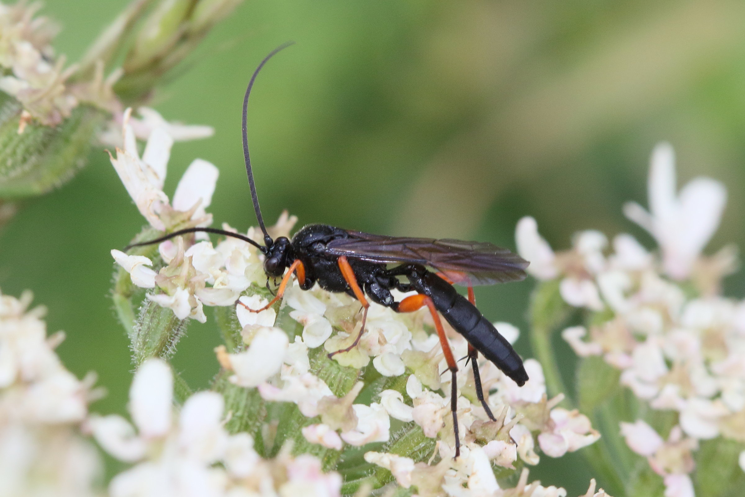 buathra_laborator1md