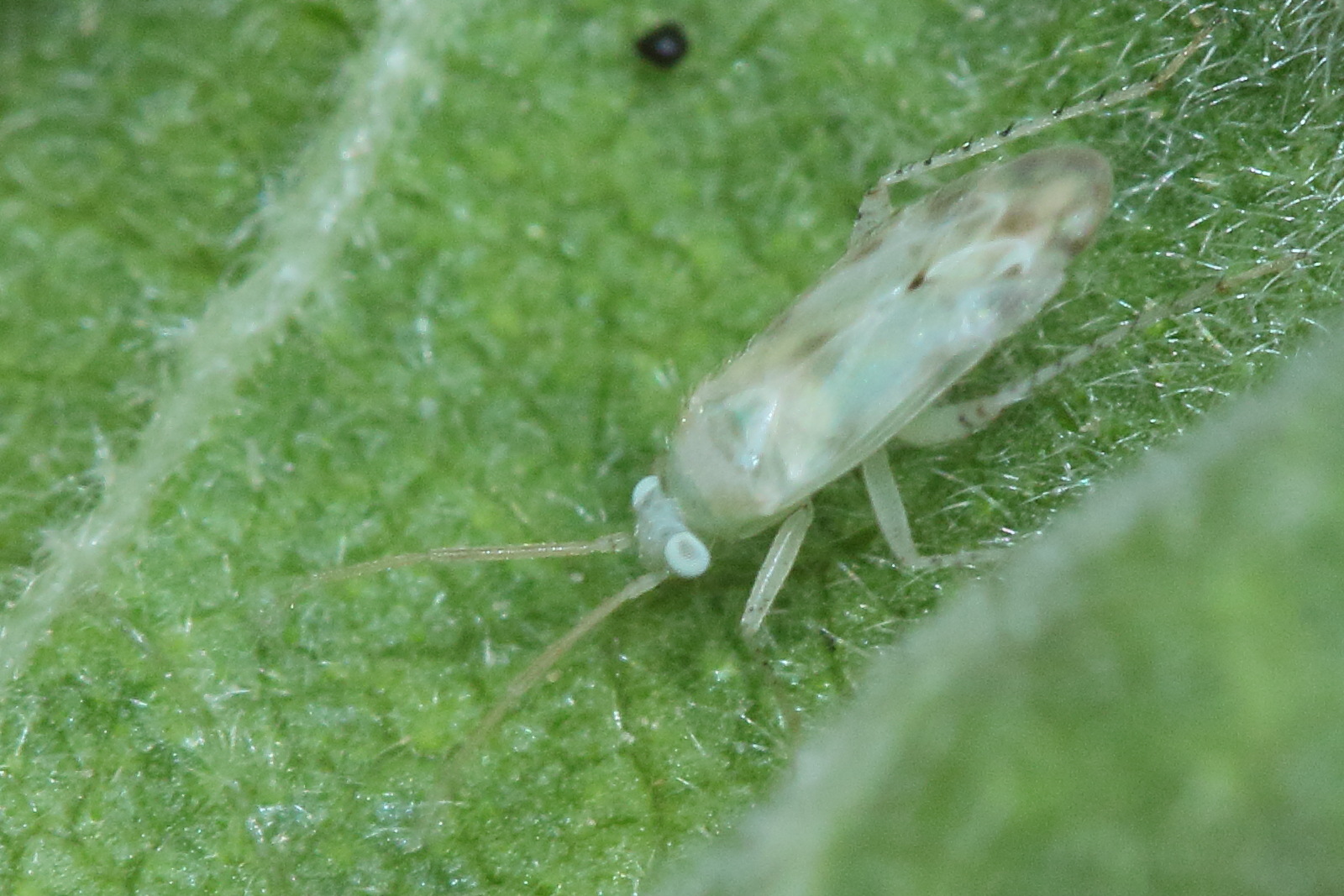 megalocoleus_molliculus1md