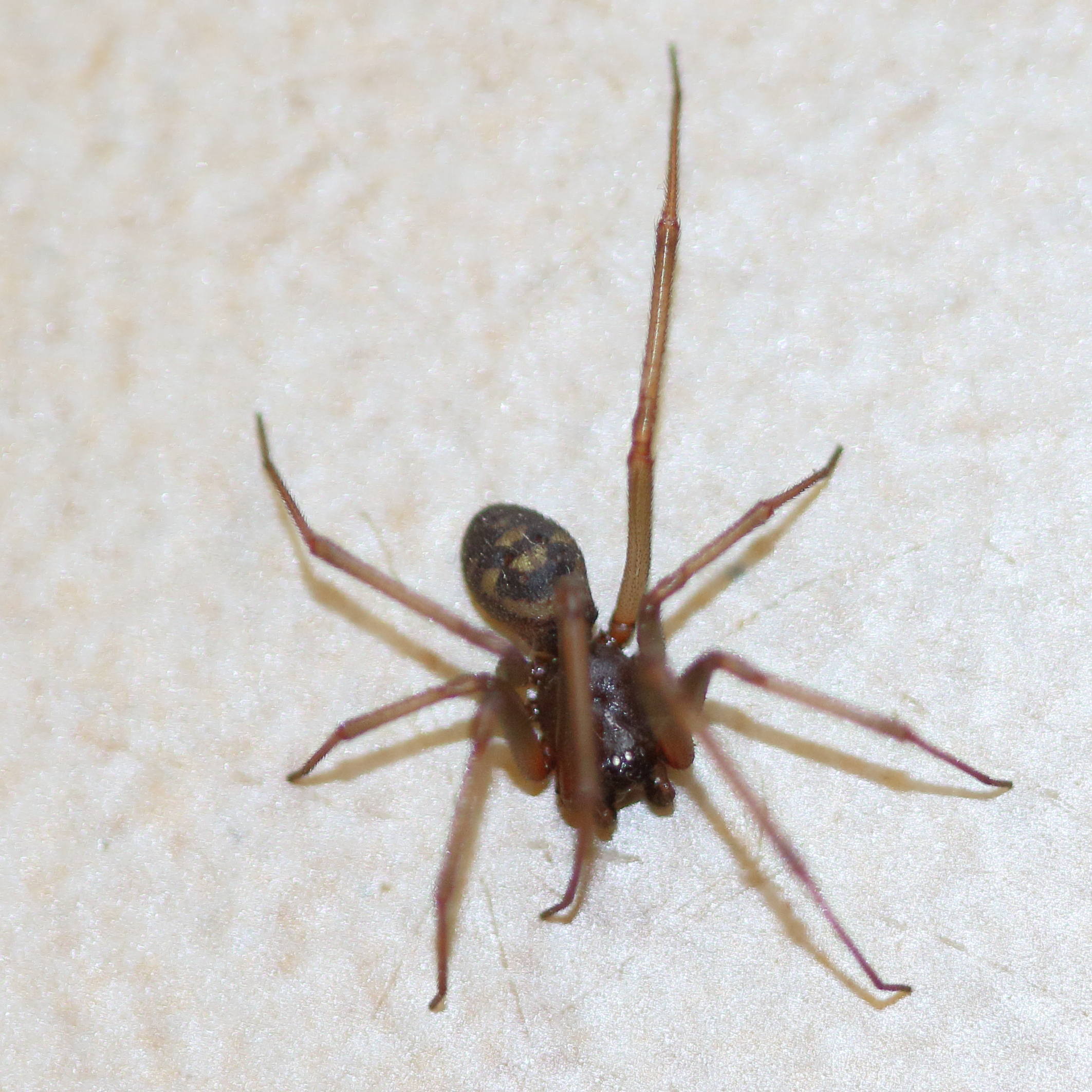 steatoda_grossa4md