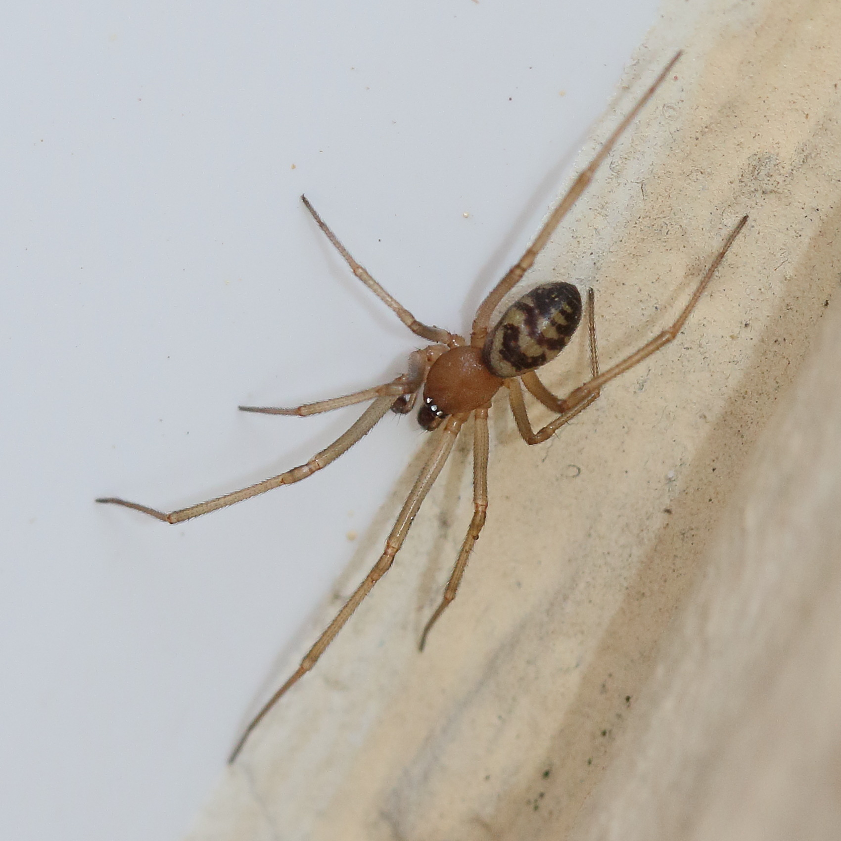 steatoda_grossa5md