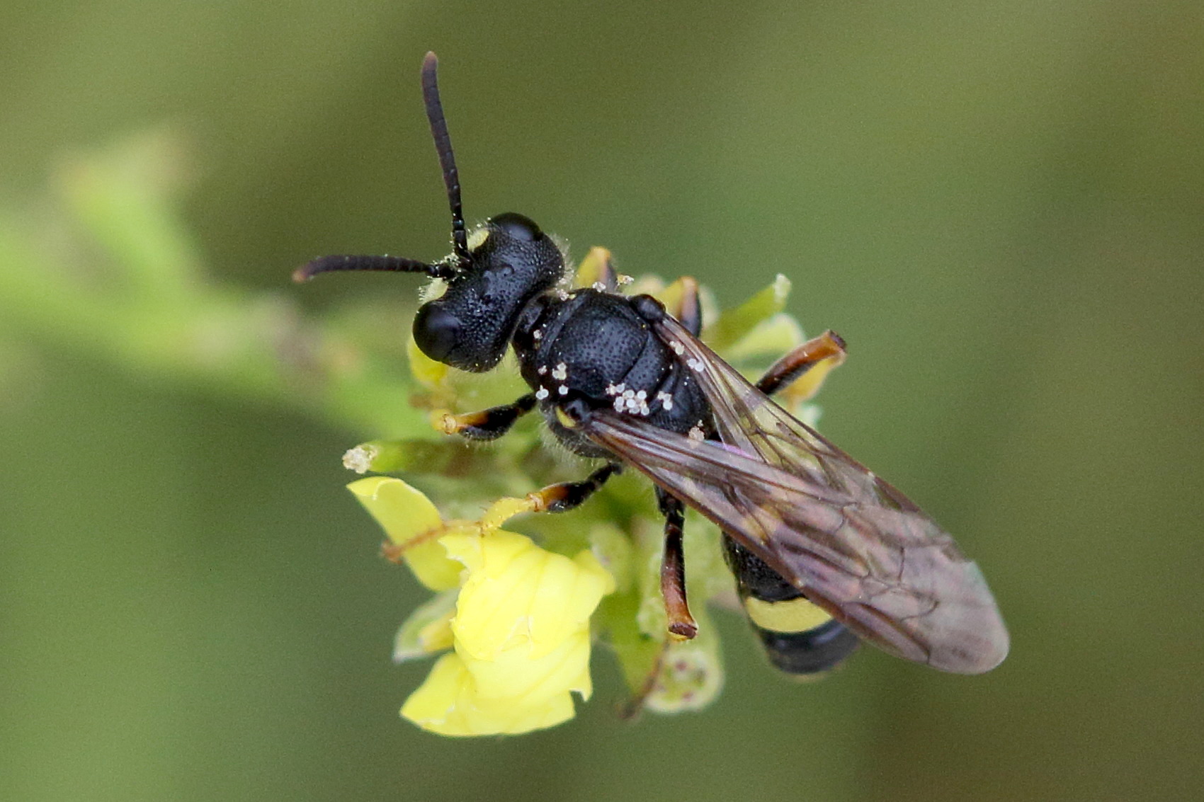 cerceris_rybyensis1md