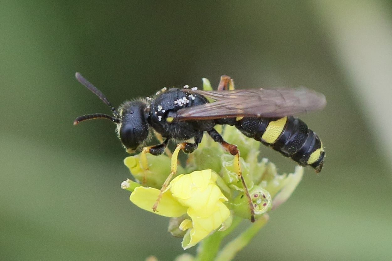 cerceris_rybyensis2md