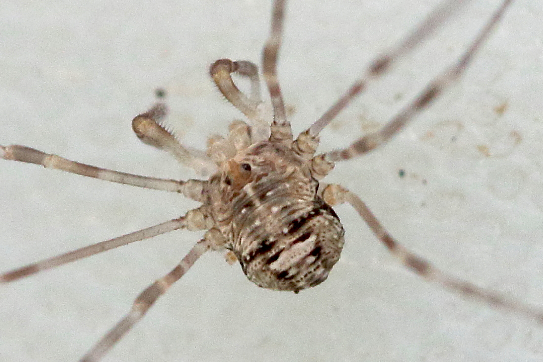 Afficher le média dicranopalpus_ramosus4md dicranopalpus_ramosus4md