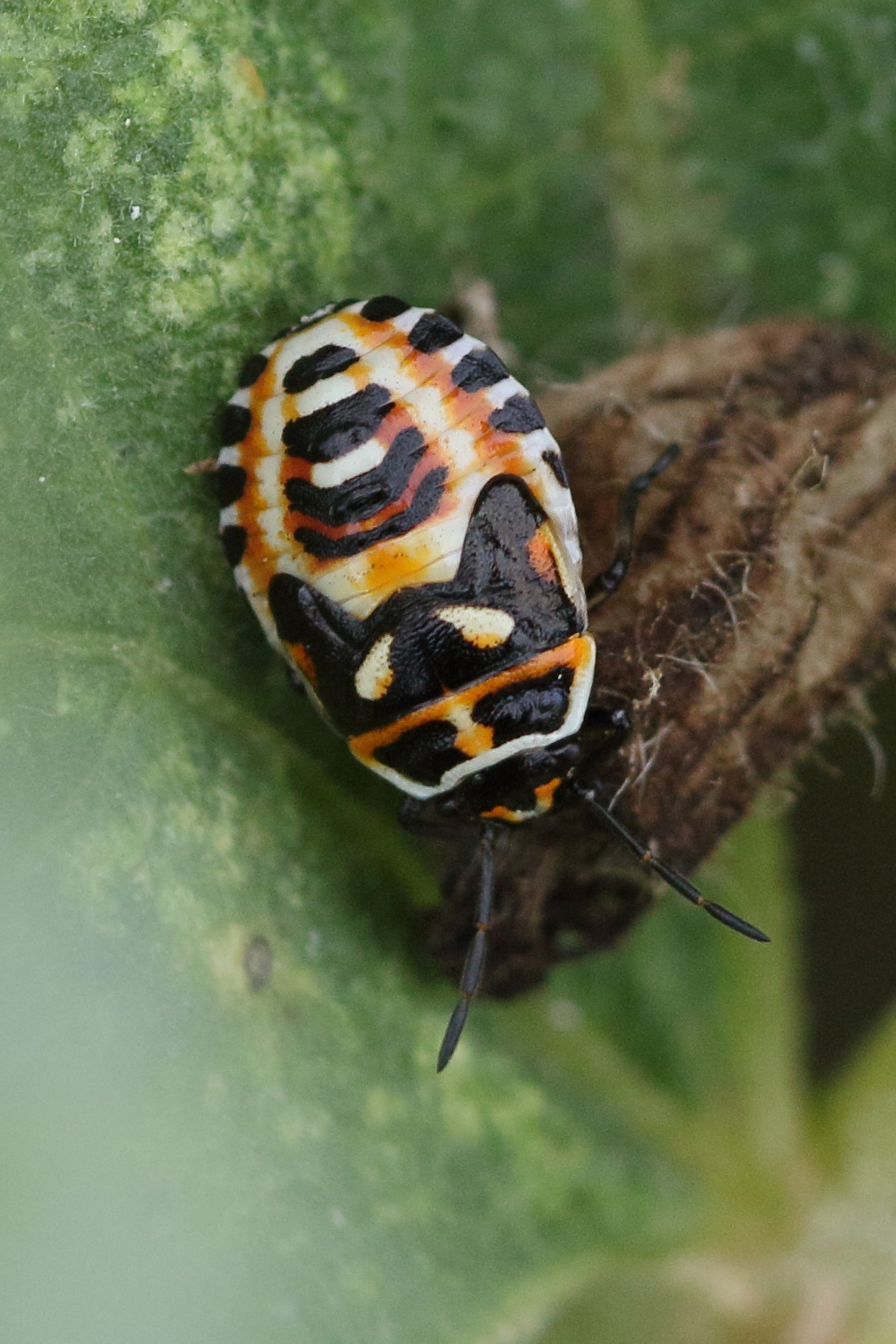 eurydema_oleracea10md