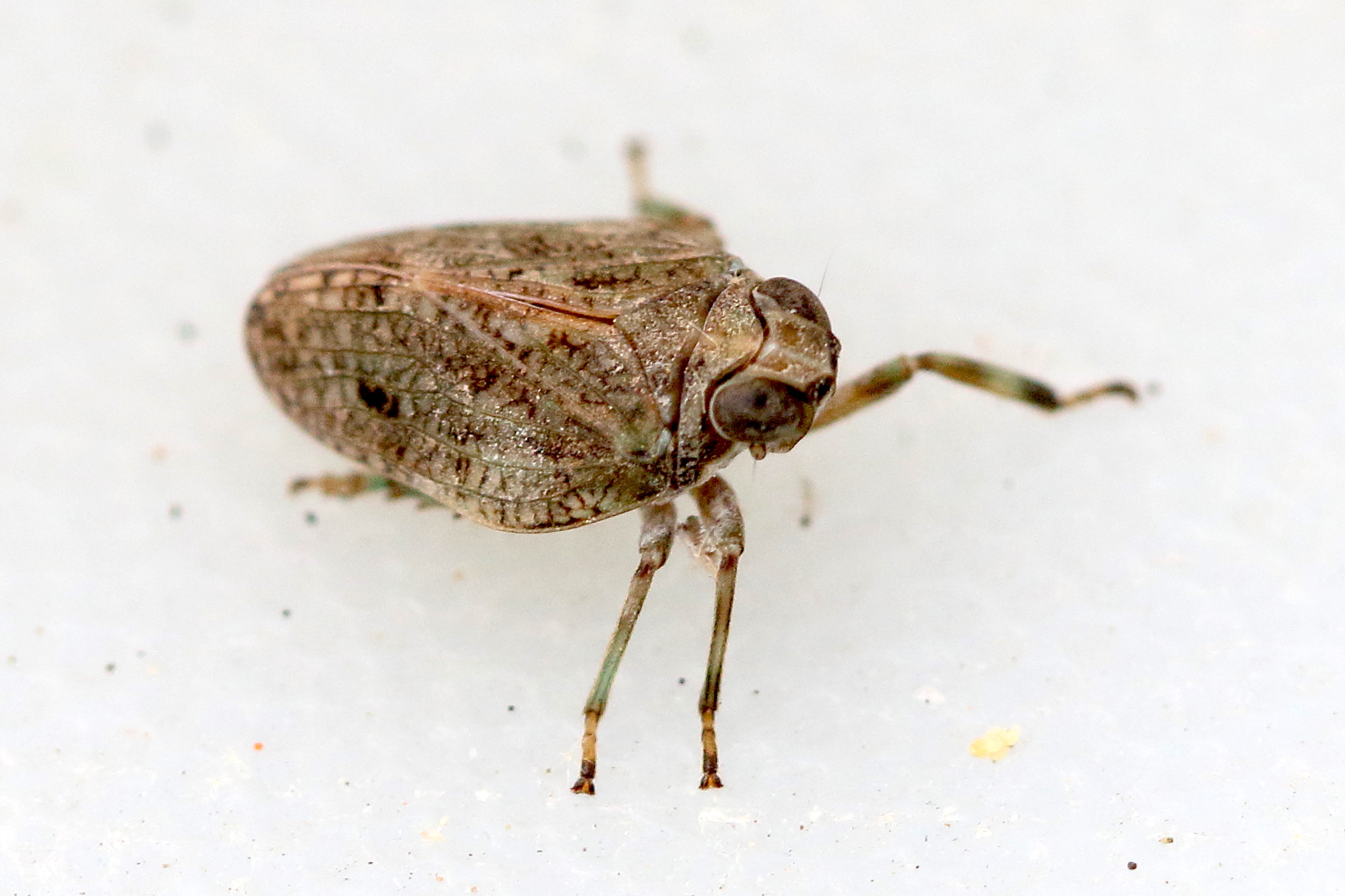 issus_coleoptratus6md