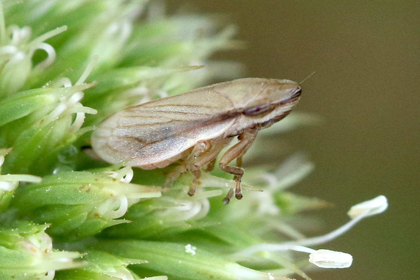 neophilaenus_lineatus1mdjpg