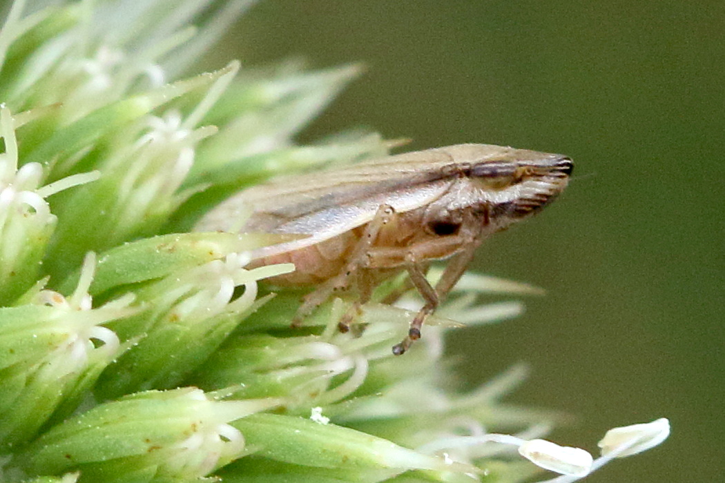 neophilaenus_lineatus2md