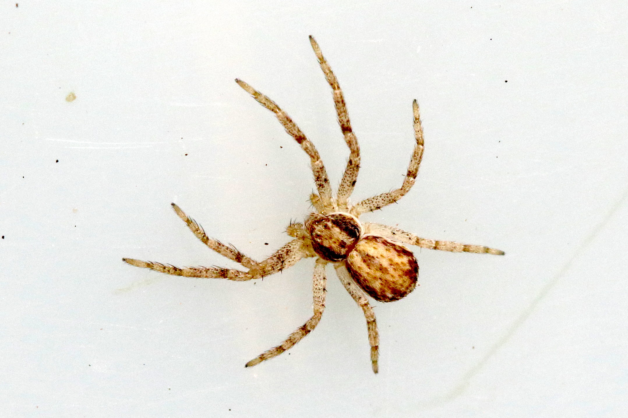 philodromus_dispar4md