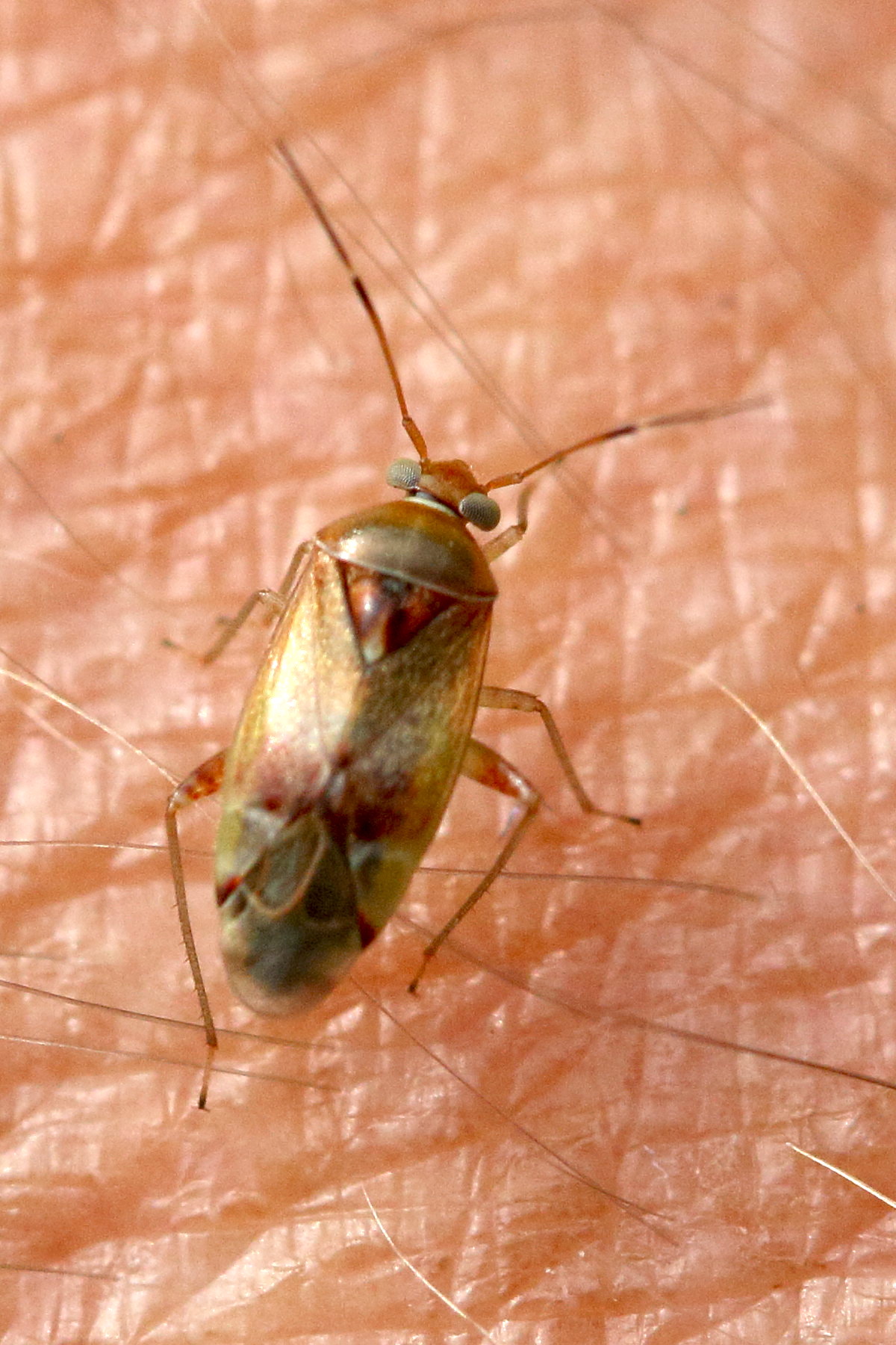 pinalitus_cervinus2md