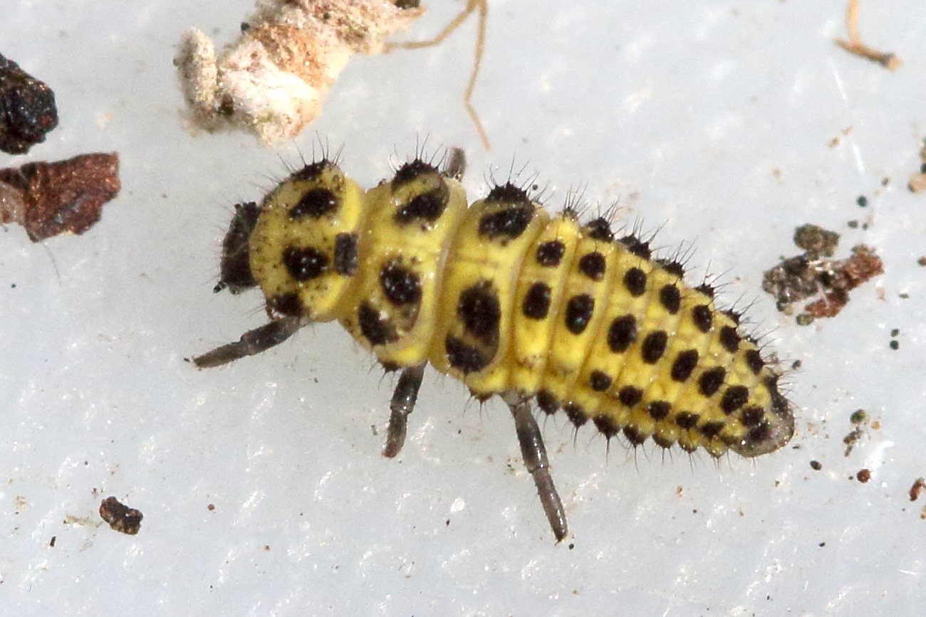 Afficher le média psyllobora_vigintiduopunctata_larve1md psyllobora_vigintiduopunctata_larve1md