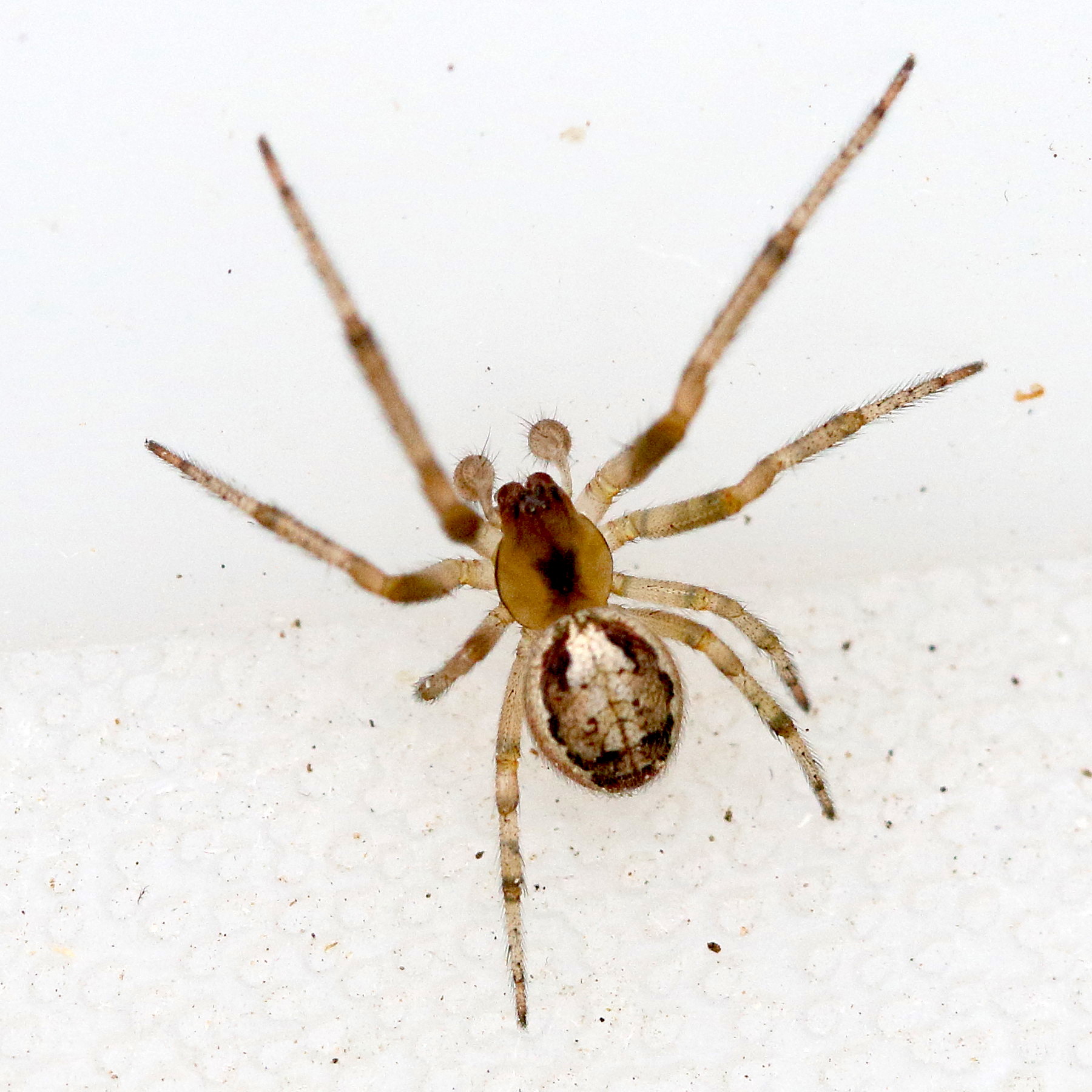 zygiella_x-notata8md