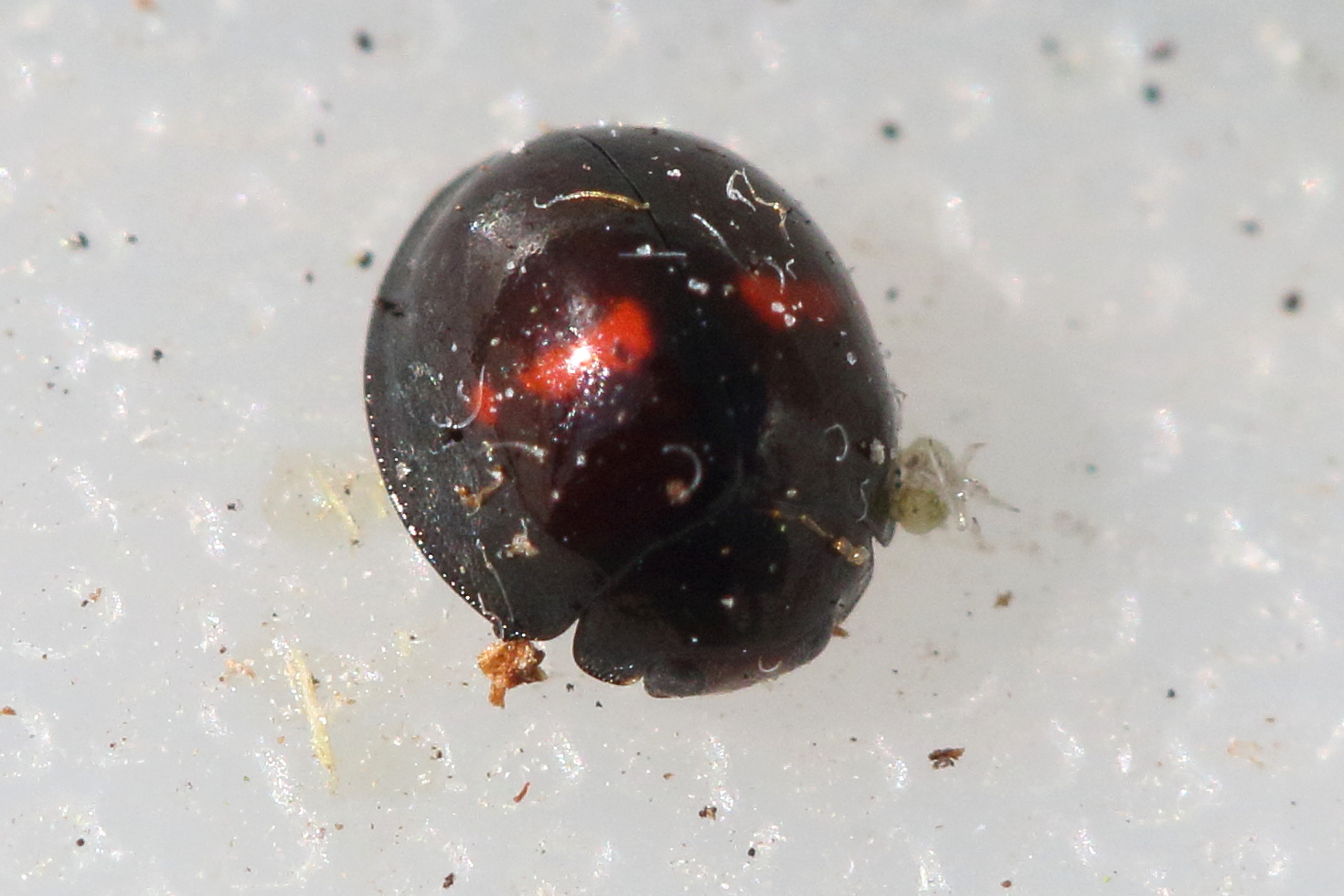 chilocorus_bipustulatus2md