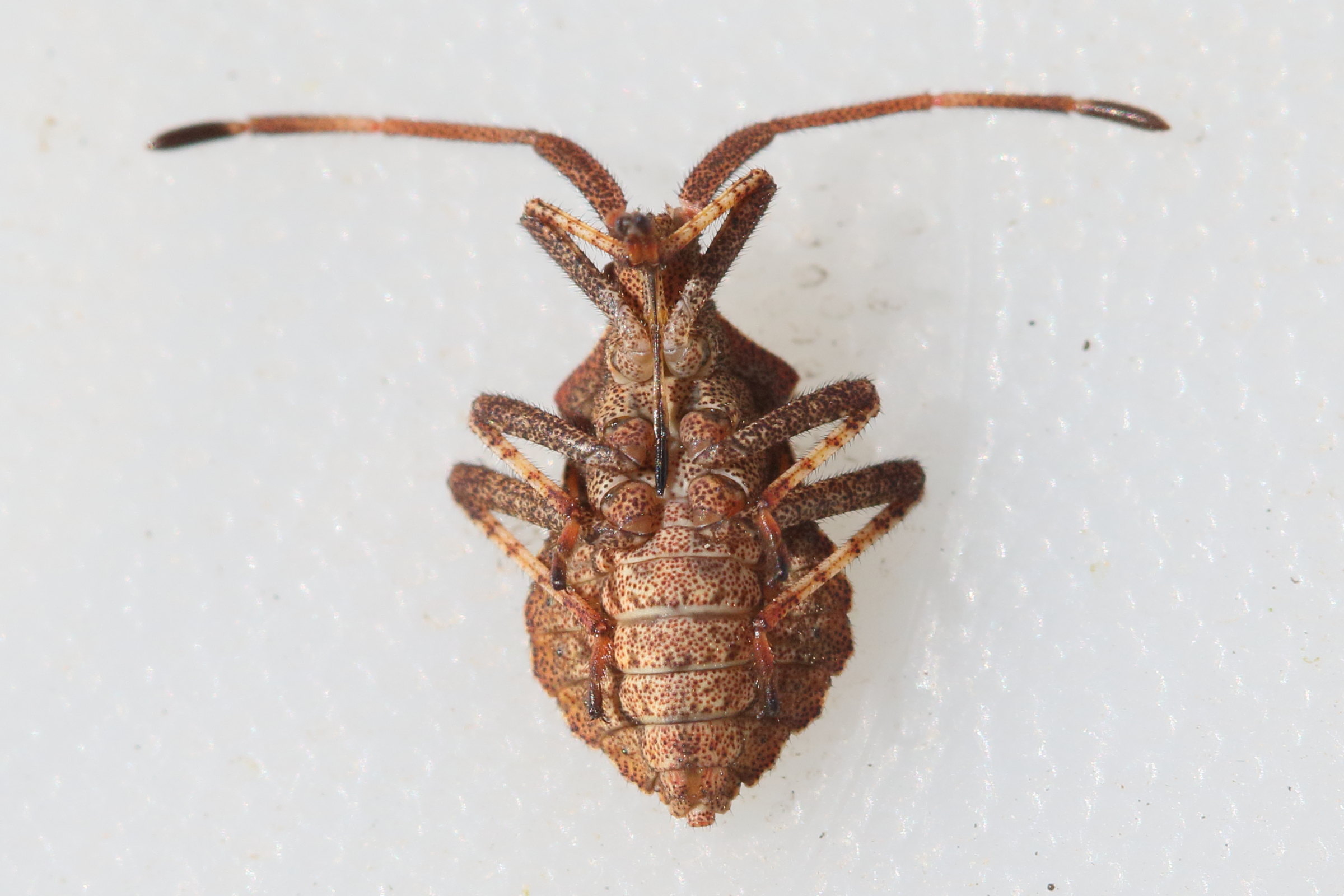 coreus_marginatus13md