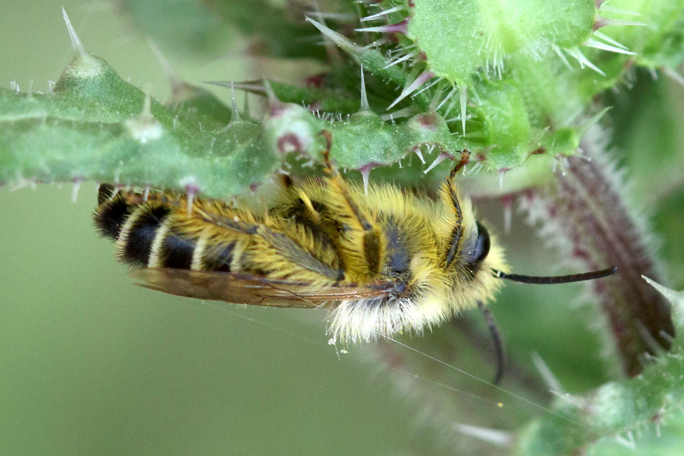 dasypoda_hirtipes1md