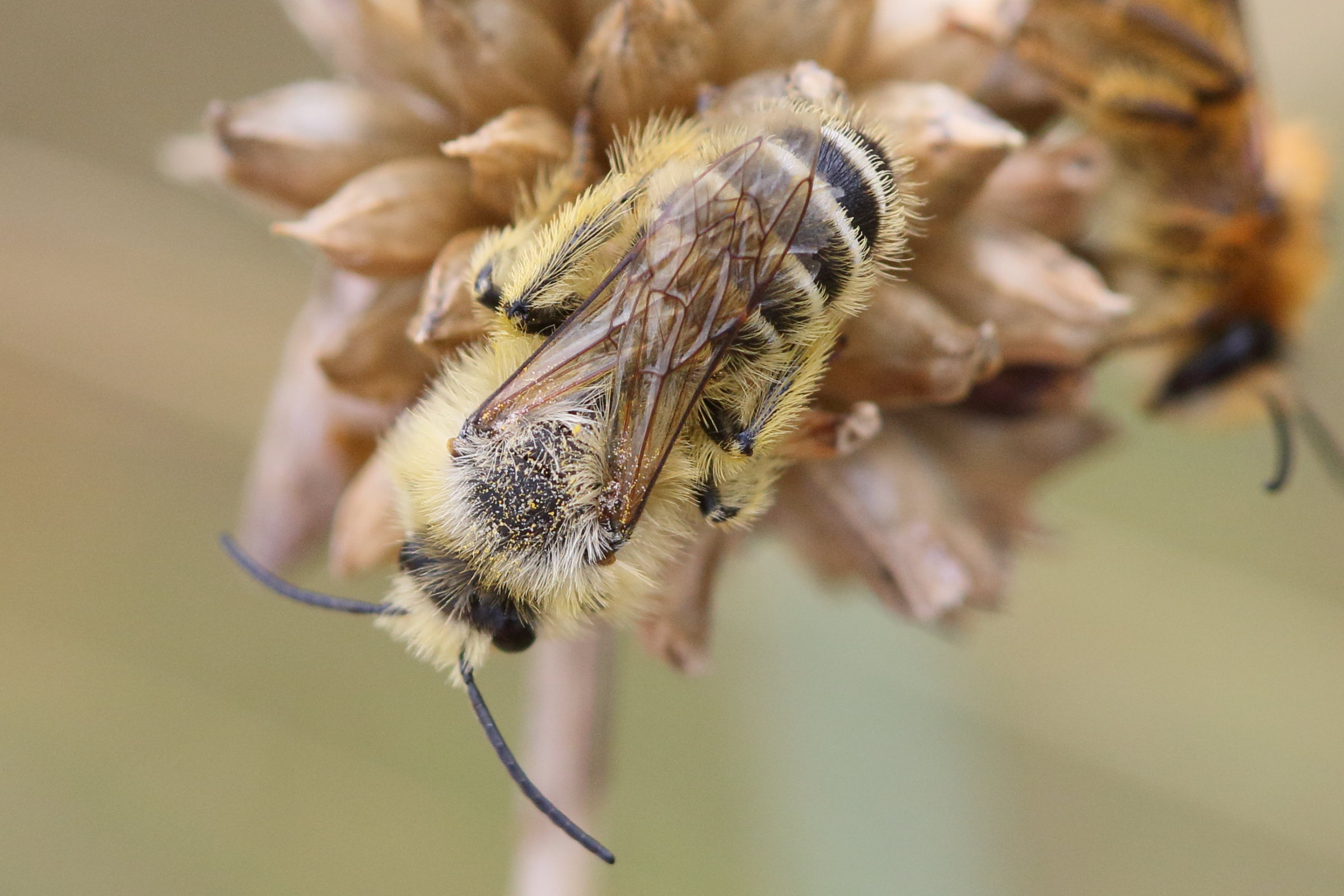 dasypoda_hirtipes2md