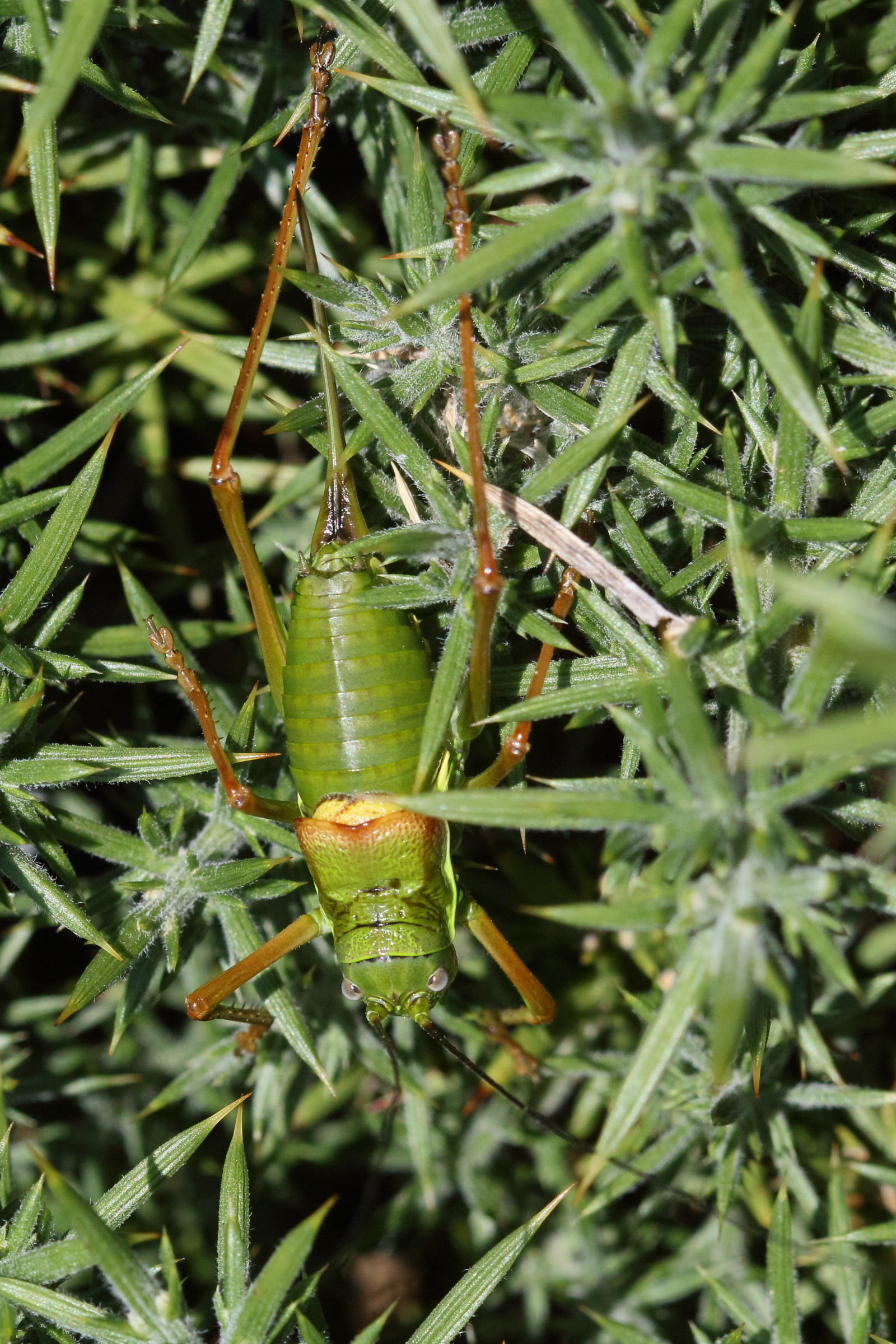 Afficher le média ephippiger_ephippiger7md ephippiger_ephippiger7md