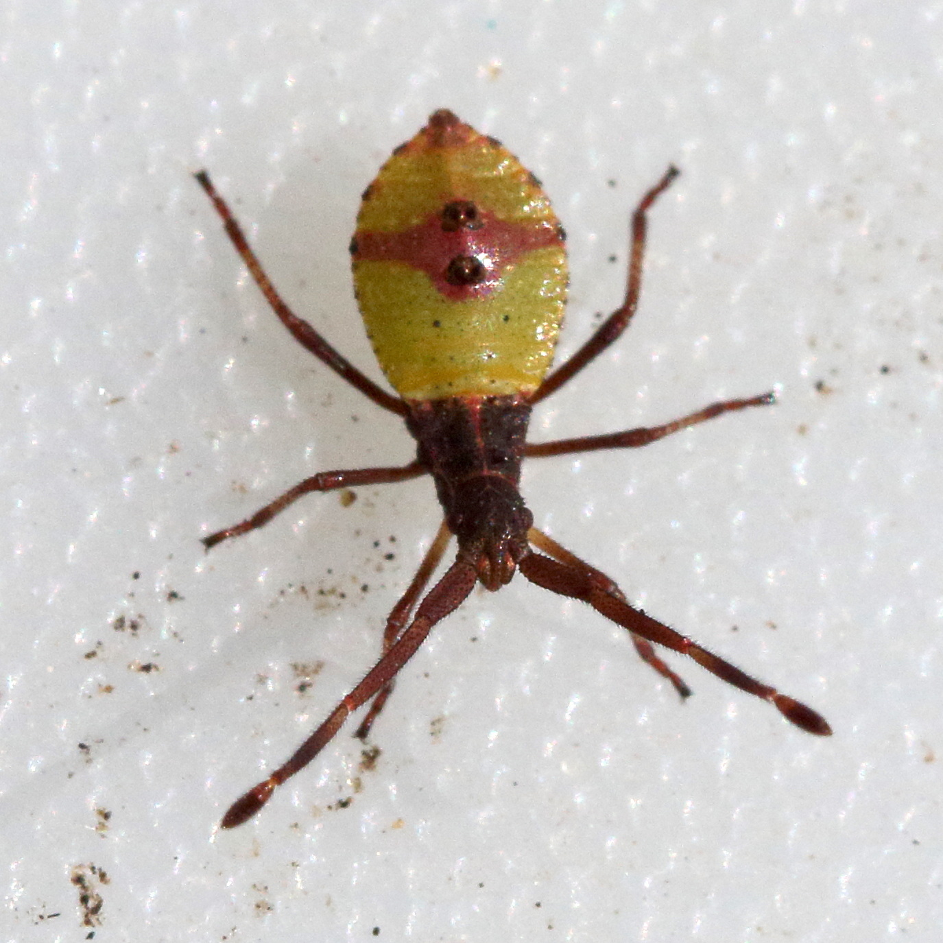 gonocerus_acuteangulatus_juv1md