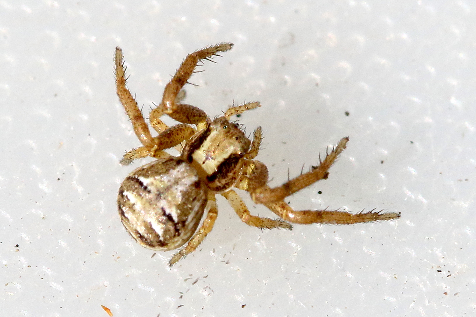 xysticus_cristatus7md