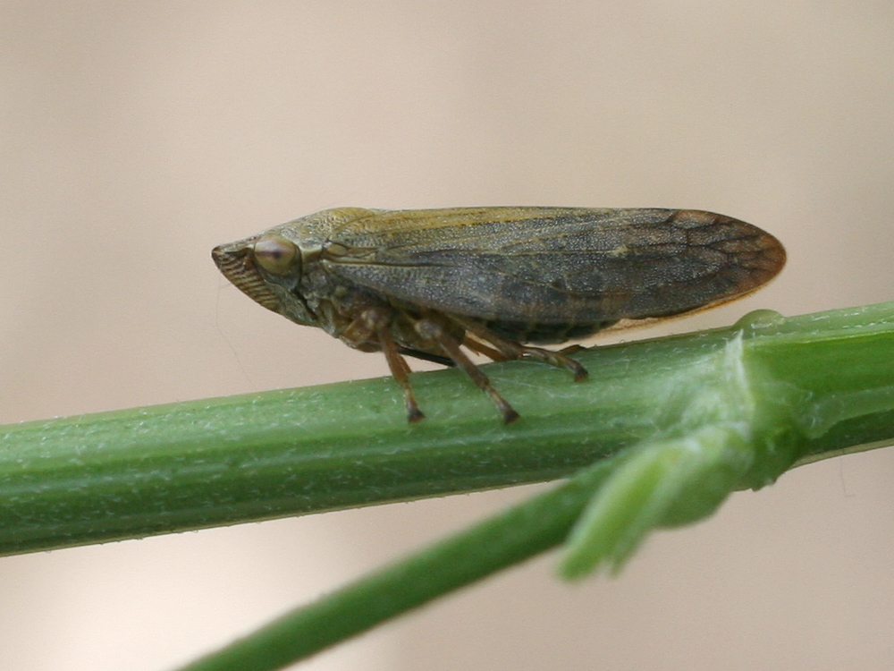 aphrophora_salicina5md