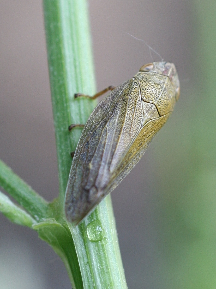 aphrophora_salicina6md