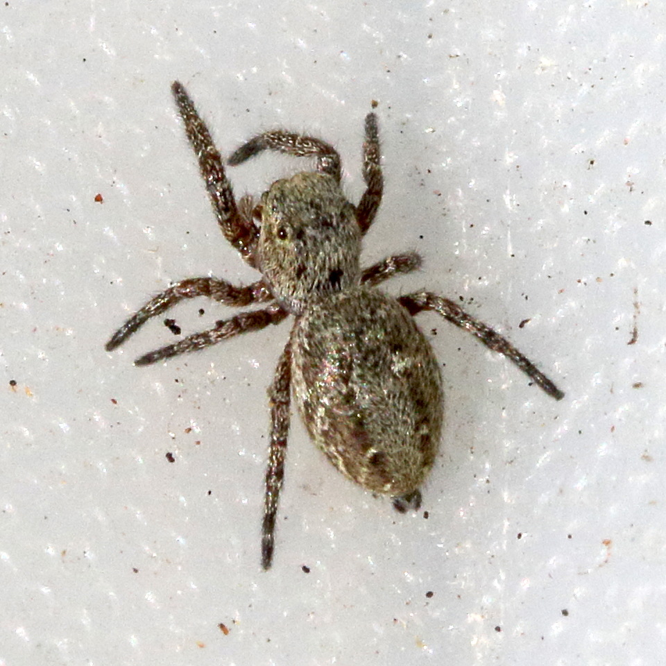 dendryphantes_rudis1md