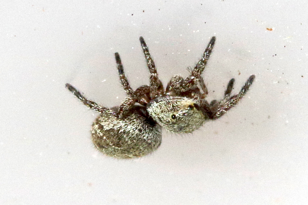 dendryphantes_rudis2md