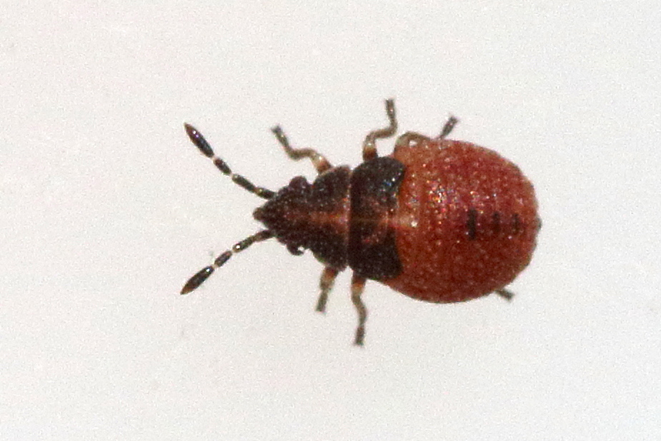 kleidocerys_ericae_juv1md