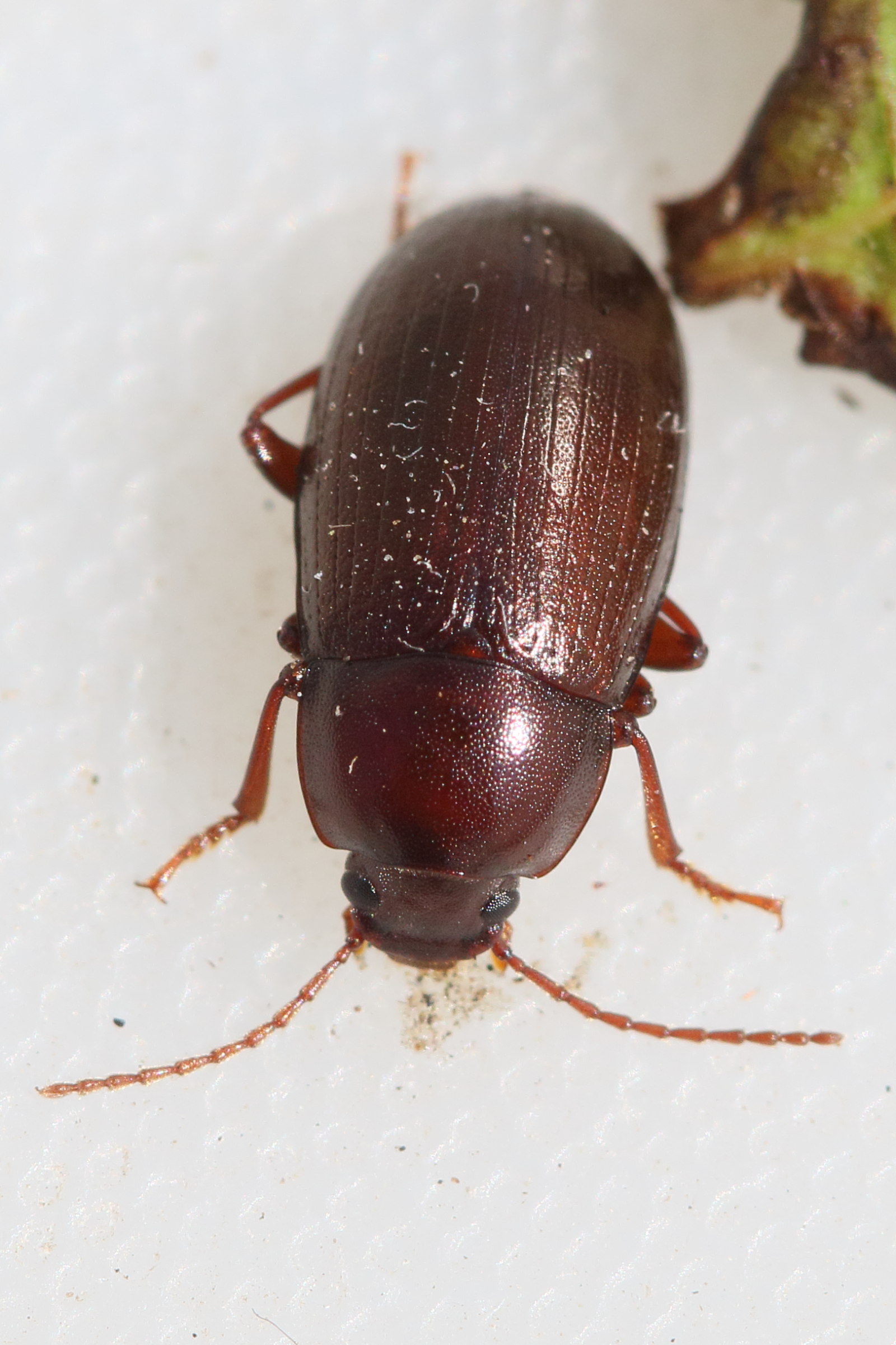 nalassus_laevioctostriatus1md