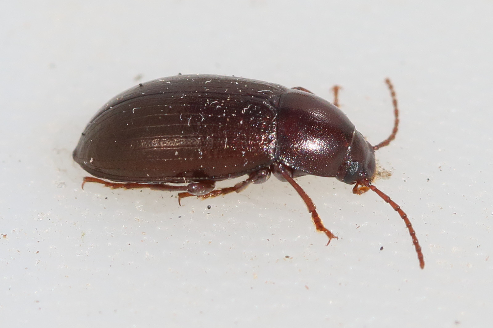 nalassus_laevioctostriatus2md