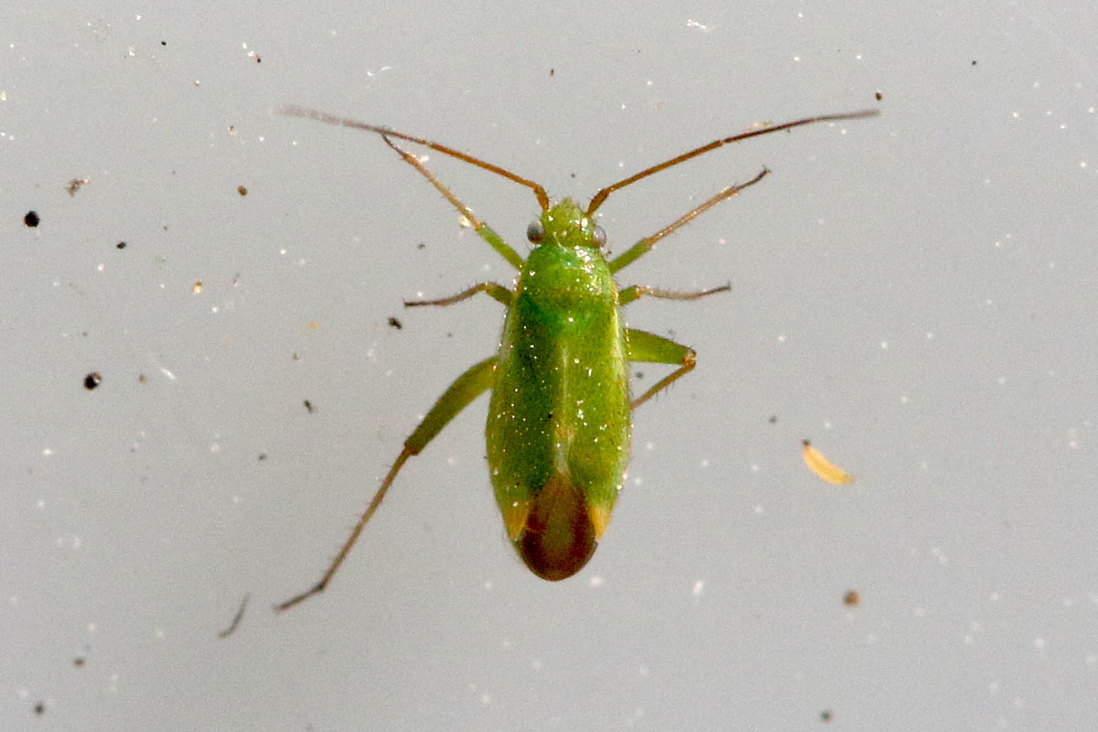 orthotylus_ericetorum1md