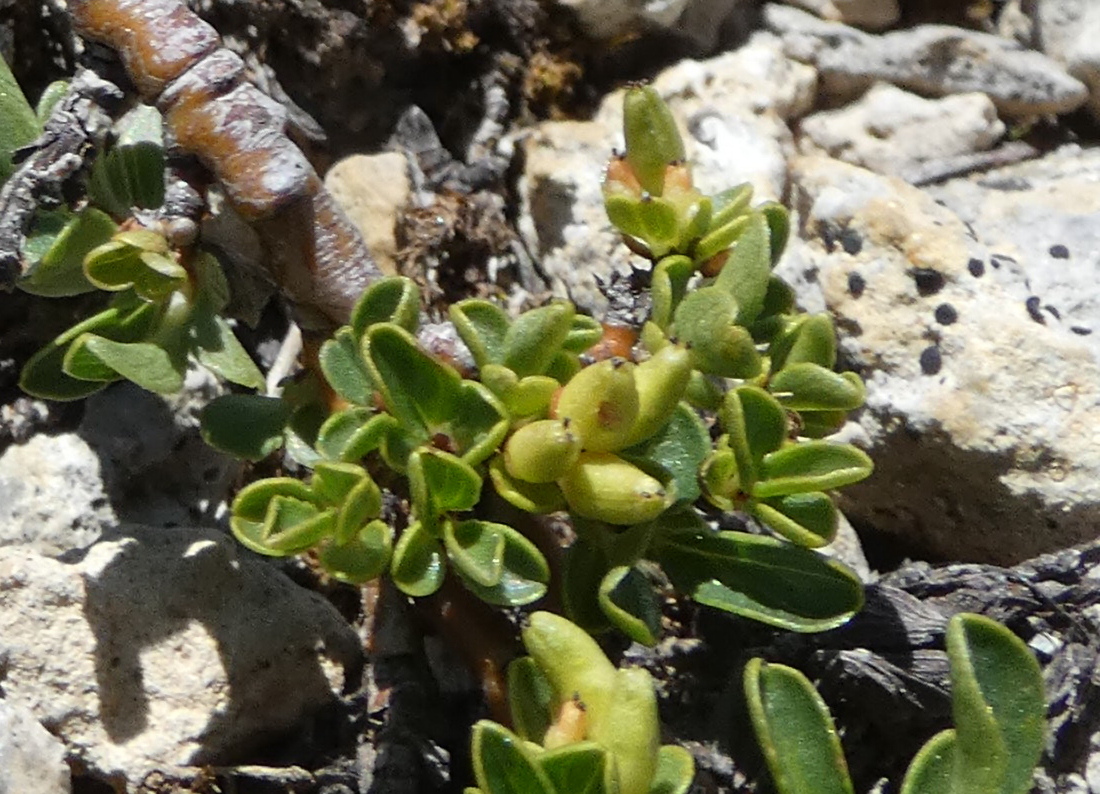 salix_serpyllifolia4gv