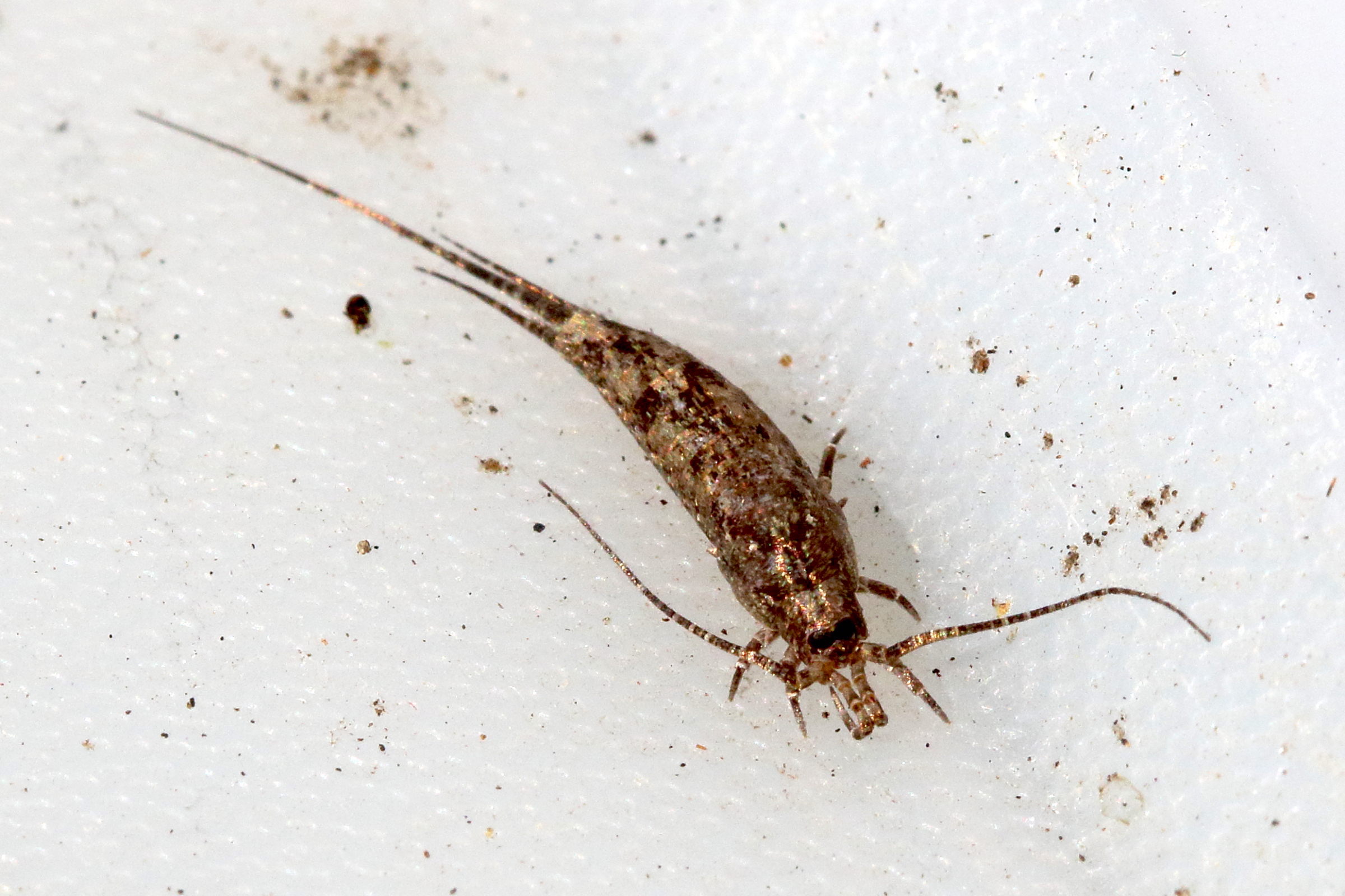 trigoniophthalmus_alternatus1md